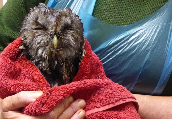 Fluffy owl wrapped in a towel, being held by volunteer. Close up.